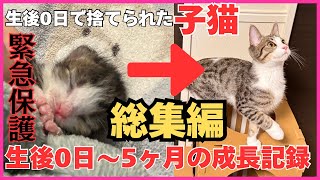 【総集編】生後0日で捨てられていた子猫を緊急保護してから5ヶ月間の成長記録