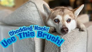 This Is OUR HACK When It Comes To Alaskan Klee Kai Shedding