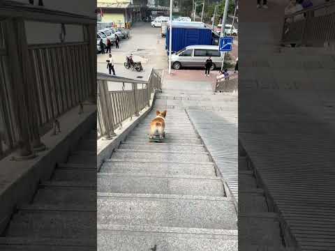 How many points would you give to this performance? #corgi #skateboardingdog