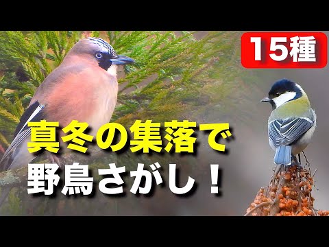 森をつくる野鳥を発見？かわいい小鳥たちとの出会い〜