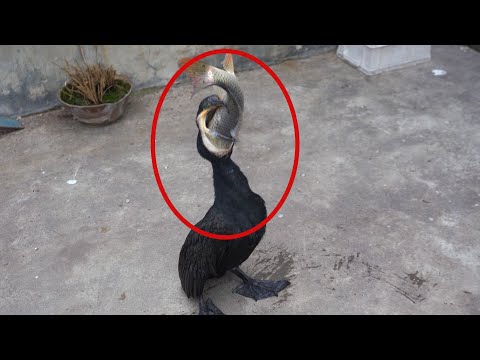 Cormorant's reaction to seeing fish