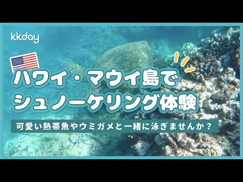 【ハワイ旅行】熱帯魚やウミガメと泳ごう！マウイ島シュノーケリング体験