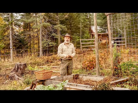 Planting Garlic and Harvesting the Last of the Vegetable Garden, Late October in Canada