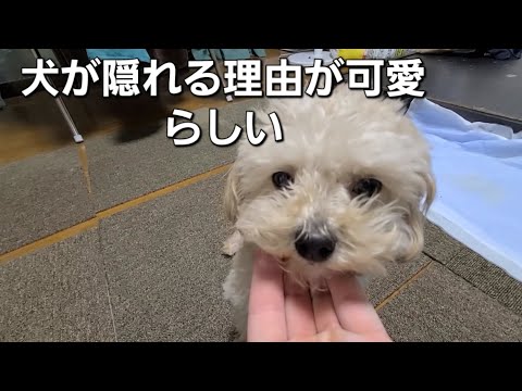 「知ってる？犬が隠れる行動が超かわいいんだけど！」 - 知られざる犬の行動を楽しく解説！