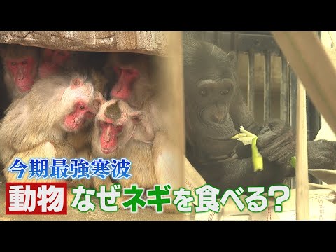 最強寒波　福岡市動物園のチンパンジー、なぜネギを食べる？