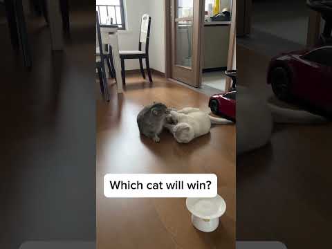 Which cat will win??? #shorts #viralvideo