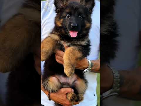 Power of transformation #shortvideo #doglover #viralvideo#trend#dogvideo#dog#dogshorts#cute#foryou