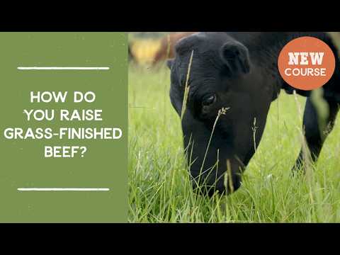 How do you raise grass-finished beef? | Joel Salatin's Salad Bar Beef Video Course Promo