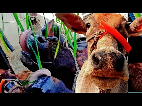 cow video for kids | cow video 2025 | cute cow moo mooing