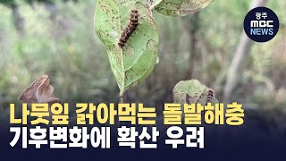 나뭇잎 다 갉아먹어...기후변화에 돌발해충 확산 우려 (뉴스데스크 2023.08.23 광주MBC)