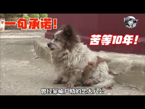 因为主人一句承，狗狗在路口苦等10年，忠犬八公再次上演