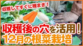 家庭菜園や農園で収穫後の穴を活用！収穫してすぐに種まき！12月の根菜栽培の注意点を徹底解説！【農園ライフ】