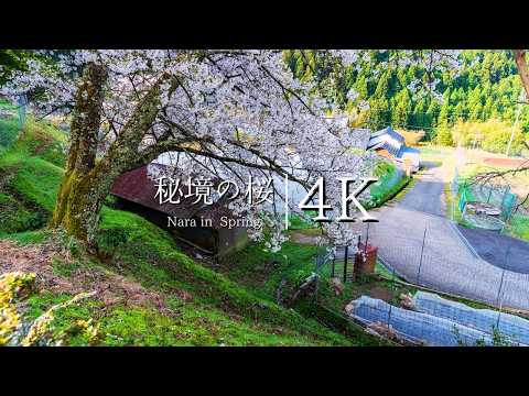 [Nara's unexplored scenic beauty] Visit the cherry blossoms of Morokino - JAPAN in 4K