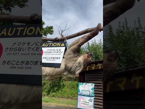 ナマケモノが動いた　#秋吉台サファリランド