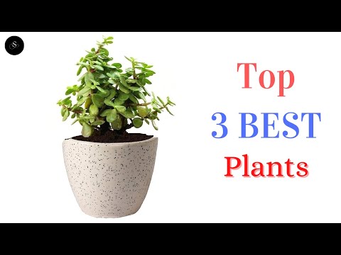 Best 3 Plants Self Watering Pot 2022 @sunmatin1035