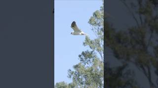 Witness the Black-shouldered Kite’s flawless hover. #wildlife #animals #birds #birdsofprey