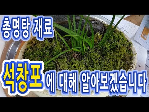 브이로그 VLOG : 총명탕의 재료 석창포에 대해 알아보겠습니다