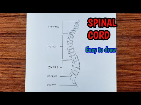 Don't Miss Out: Step-by-Step Spinal Cord Drawing Guide