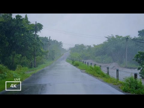 Wipe off Insomnia with Heavy Rain  Sound  | Our Rain Walks  Compilation for  Sleep and Meditation