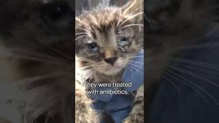 Special #Earthday rescue of the cutest little family. ❤️ Cool trick!!! 😺