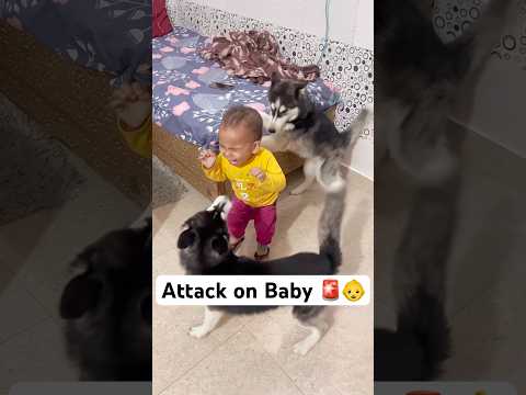 Don’t leave your kid with Dogs 🚨😤 #shorts #dog #husky #trendingsongs