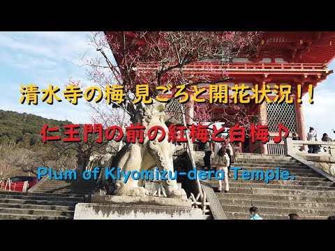 清水寺の梅2020、見頃や開花状況【Plum of Kiyomizu-dera Temple.】