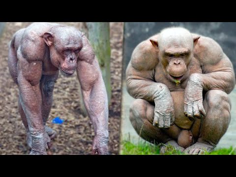 15 Most Muscular Animals In The World