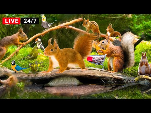 🔴 24/7 LIVE: Videos for Cats to Watch -😺Relax with Birds, Chipmunks, and Squirrels (4K HDR)