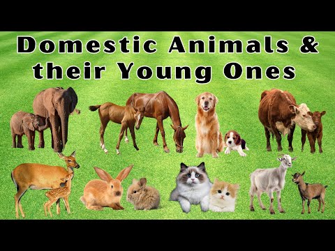 Explore the World of Domestic & Farm Animals with their Young Ones | Fun with the Cute Baby Animals