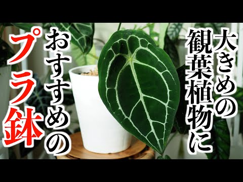 観葉植物に！お手頃価格で質感の良いプラ鉢【セラアート】