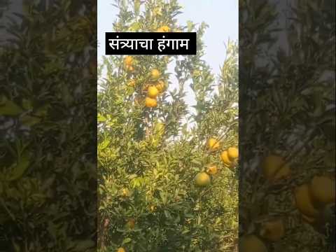 संत्र्याची बाग #shorts #shortsfeed #orange #garden #indiangarden #