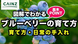 ブルーベリーの育て方 カインズ植物図鑑