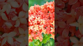 Brighten Up Your Garden with Cluster Orange Flowers #shorts #cluster #orangeflowers @Plants-World