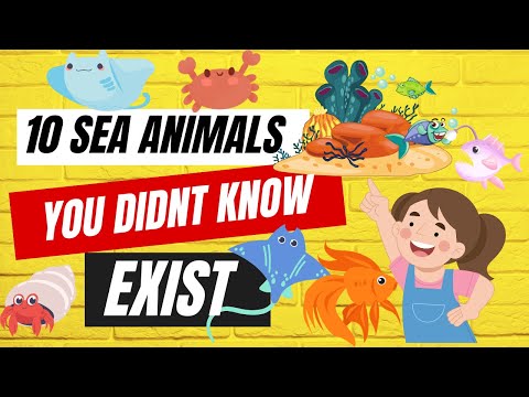 Uncommon Sea Animal