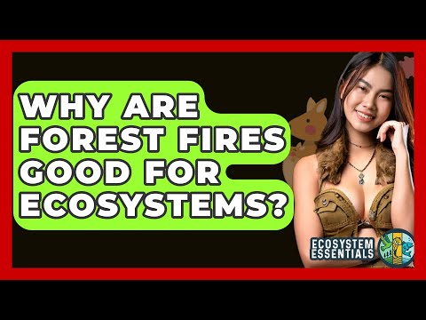 Why Are Forest Fires Good For Ecosystems? - Ecosystem Essentials