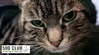 Feline Care 500 Club February 2024