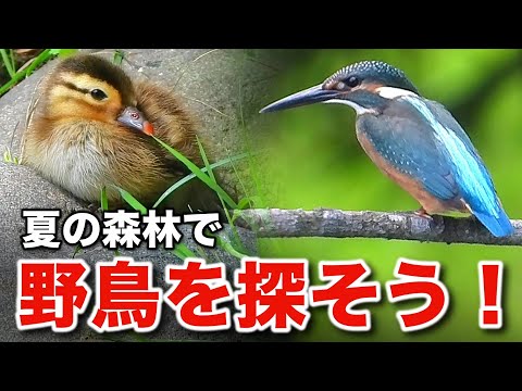 北海道で野鳥観察！きっと忘れられない夏の思い出