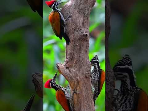 "Marvelous Types of Woodpeckers: Nature's Drummers 🪶🌳" #facts #fascinatingwildlife #pinkanimals