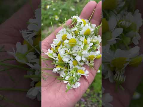 Texas Spring | Growing and Harvesting Chamomile