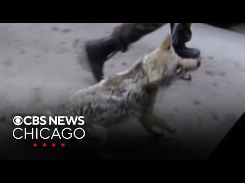 CBS Chicago Vault: Coyote caught at Quiznos in downtown Chicago