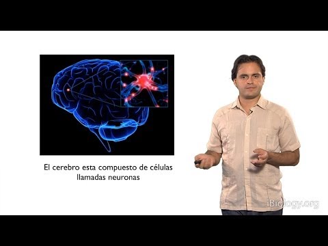 Daniel Colón-Ramos (Yale): Networks and the Nervous System