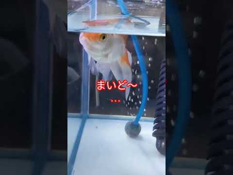 [金魚]　金魚のポーズ　何だか面白い😝#goidfish 　#金魚 #金魚水槽