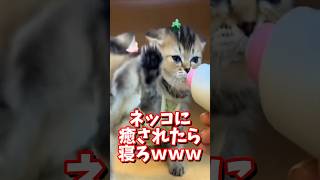 ネッコの動画で癒されたら寝ろｗｗｗ　#2ch #2chまとめ 動物スレ #2ch面白いスレ #動物 #犬 #猫 #癒やし #ねこ動画