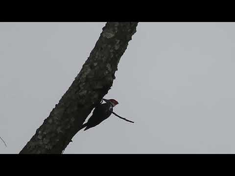 Woodpecker at Dawn