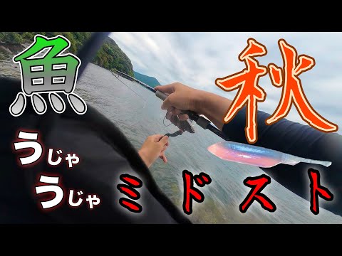 【琵琶湖】魚がうじゃりすぎて秋のミドストでMELがボロボロに…