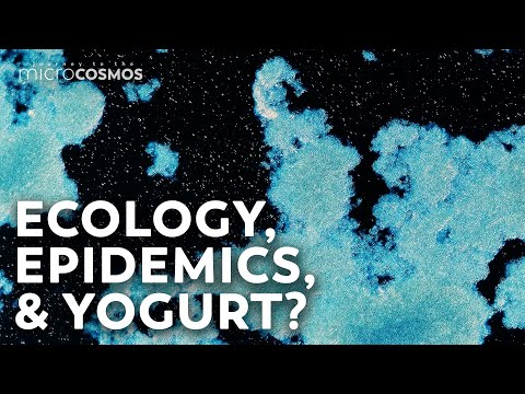 The Cryptic Origins of Yogurt