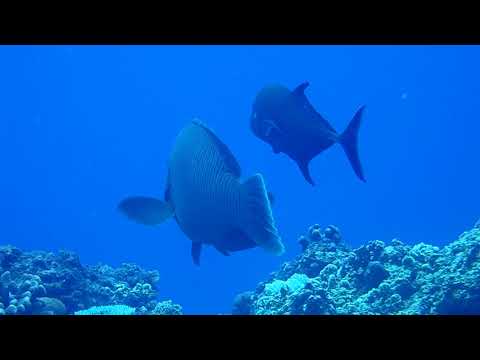 09052020 Encountering a Napoleon wrasse - II