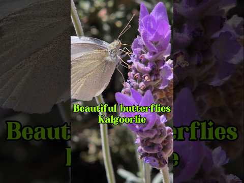 Beautiful Butterflies Kalgoorlie 🦋🦋🪻🪻 #findinggspots #butterflies