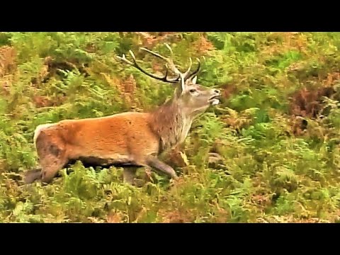 RED DEER RUT 2021 👀 Stag Covers Hind after a Chase 👀