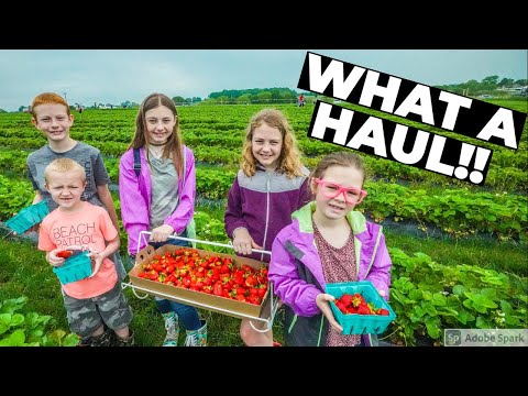 WE PICKED OUR OWN STRAWBERRIES!!🍓🍓 | Strawberry Picking in Missouri